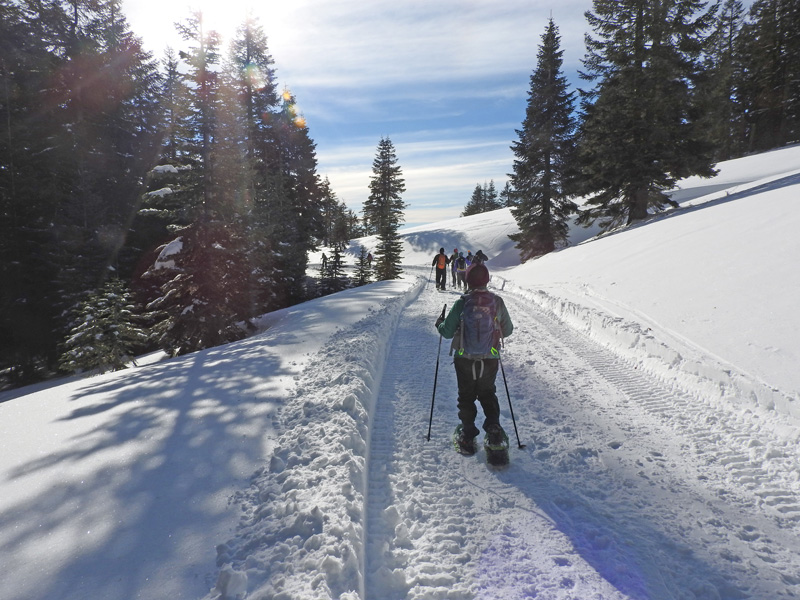 n_X2019-01-14 1039 But it was fun giving them a walk.jpg